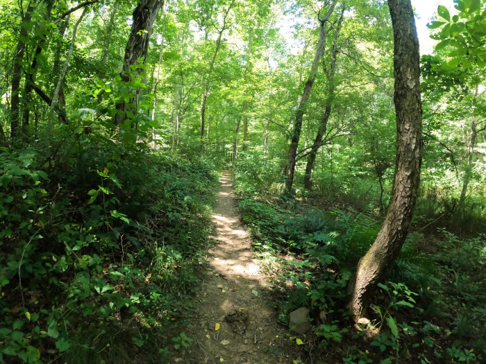 Boch Hollow - Hocking Hills  in Southern Ohio.