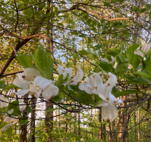 Hocking Hills Wildflowers -Dogwood Tree