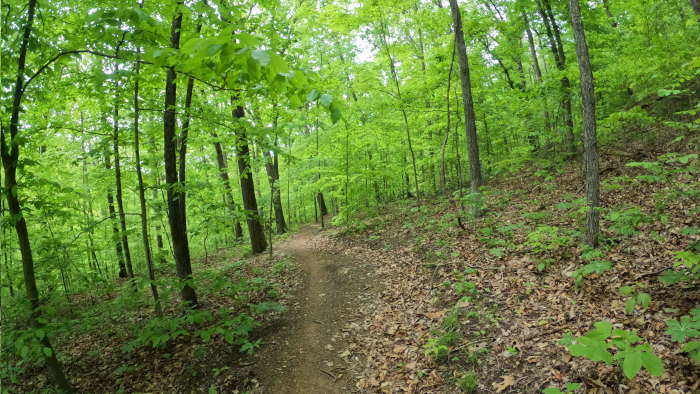 Holler Collar Trail.