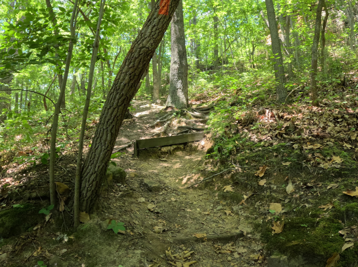 Jacob's Ladder at 
Christmas Rocks State Nature Preserve