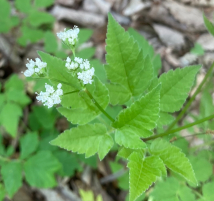 Hocking Hills Wildflowers -Sweet Cicely