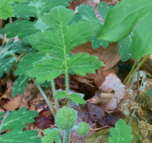 Hocking Hills Wildflowers -Virginia Waterleaf