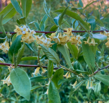 Hocking Hills Wildflowers -Autumn Olive