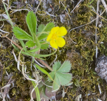 Hocking Hills Wildflowers -Cinquefoil