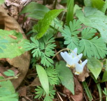 Hocking Hills Wildflowers - Dutchman's Breeches