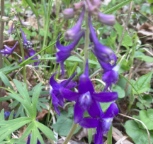 Hocking Hills Wildflowers - Dwarf Larkspur