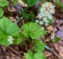 Hocking Hills Wildflowers -Foam Flower