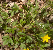 Hocking Hills Wildflowers -Buttercup