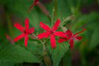 Hocking Hills Spring Wildflowers