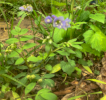 Hocking Hills Wildflowers -Jacob's Ladder