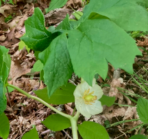 Hocking Hills Wildflowers -Mayapple