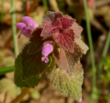 Hocking Hills Wildflowers -Purple Dead Nettle