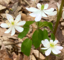 Hocking Hills Wildflowers -Rue Anenome