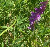 Hocking Hills Wildflowers Vetch