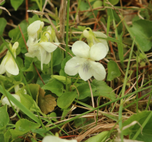 Hocking Hills Wildflowers -White Striped Violet