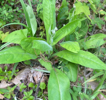 Hocking Hills Wildflowers -Wild Comfrey