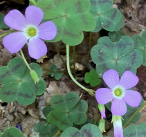 Violet Wood Sorrel