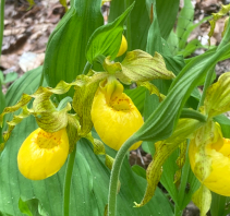 Yellow Lady Slipper